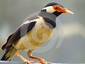 The pied myna or Asian pied starling Gracupica contra is a species of starling mostly found in the India.