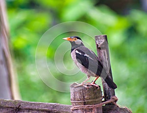 The pied myna or Asian pied starling is a species of starling found in the Indian subcontinent and Southeast Asia