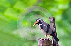 The pied myna or Asian pied starling is a species of starling found in the Indian subcontinent and Southeast Asia