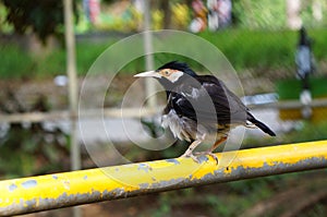 The pied myna or asian pied starling  is a species of bird from the family Sturnidae