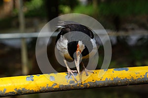 The pied myna or asian pied starling  is a species of bird from the family Sturnidae