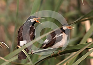 Pied myna