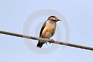 Pied myna