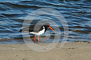 Pied Oystercatcher