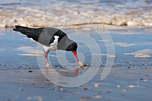 Pied Oystercatcher