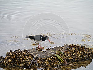 Pied Oystercatcher