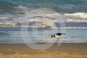 Pied Oystercatcher bird in black white with long red orange bill