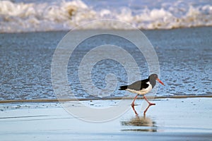 Pied Oystercatcher bird in black white with long red orange bill