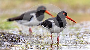 Pied Oystercatcher bird couple on river bank