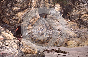 Pied Oystercatcher bird walking on rock formations