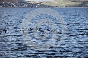 Pied oystercatcher birds