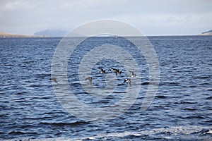 Pied oystercatcher birds