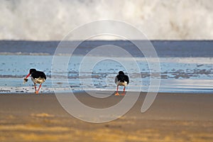 Pied Oystercatcher birds in black white with long red orange bills feeding fresh fish on sandy beach, Tasmania, Australia