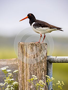 Pied Oystercatcher in breeding habitat