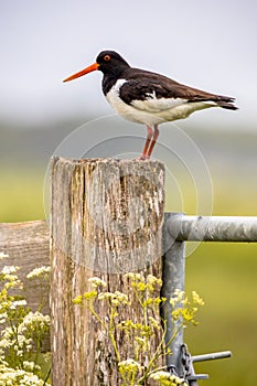 Pied Oystercatcher in breeding habitat