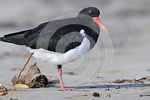 Pied Oystercatcher defacating on beach