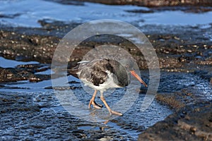 Pied Oystercatcher - Fernandina in the Galapagos Islands