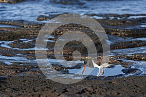 Pied Oystercatcher - Fernandina in the Galapagos Islands