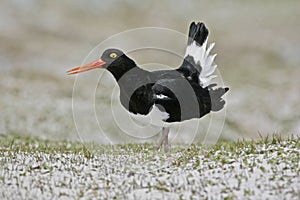 Pied oystercatcher, Haematopus longirostris