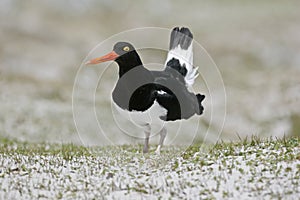 Pied oystercatcher, Haematopus longirostris