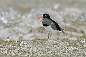 Pied oystercatcher, Haematopus longirostris