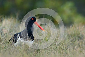 Pied Oystercatcher (Haematopus longirostris)