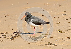 Pied oystercatcher Haematopus longirostris on the beach