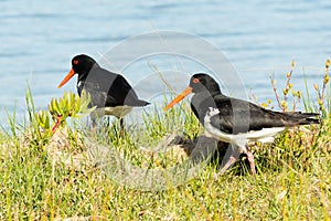 Pied oystercatcher Haematopus longirostris looking for food