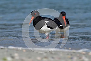 Pied Oystercatcher - Haematopus longirostris - wading bird native to Australia and commonly found on its coastline.