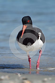 Pied Oystercatcher - Haematopus longirostris - wading bird native to Australia and commonly found on its coastline.