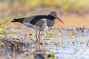 Pied Oystercatcher on river bank