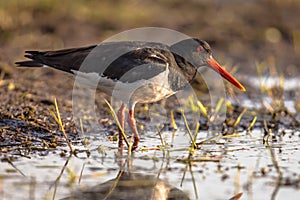 Pied Oystercatcher on river bank