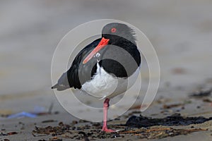 Pied Oystercatcher standing on one leg