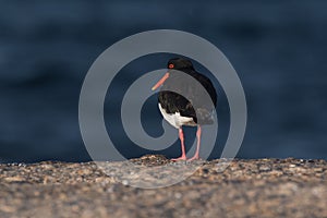 Pied Oystercatcher in Tasmania