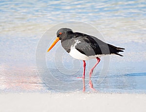 Pied Oystercatcher Wading