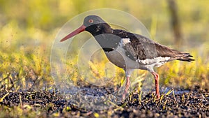 Pied Oystercatcher walking with insects