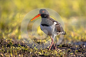 Pied Oystercatcher walking on river bank