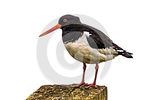 Pied Oystercatcher white background