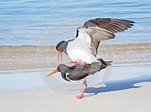 Pied Oystercatchers Mating