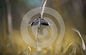 PIED PADDY SKIMMER SITTING ON A DRY TWIG