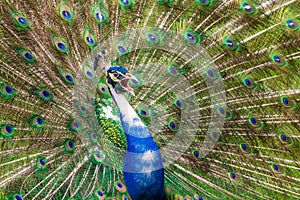 Pied peacock / Indian peafowl Pavo cristatus with white coloring, calling and displaying tail feathers - Florida, USA photo