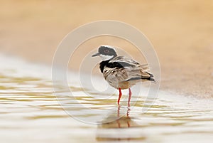 Pied plover also known as the pied lapwing standing in water