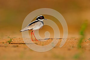 Pied plover, Vanellus cayanus, bird on sand river beach, Pantanal, Brazil. Evening light. water plover in nature habitat. Wildlife