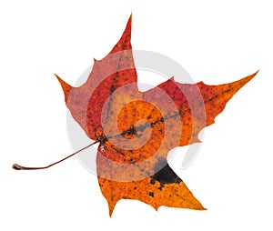 pied red autumn leaf of maple tree isolated