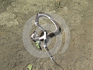 Pied Retic Python Snake Wildlife