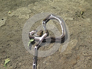 Pied Retic Python Snake Wildlife