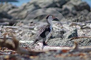 Pied Shag on a Beach near Kaikoura New-Zealand