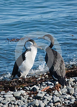 Pied Shag Birds