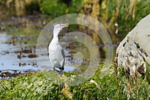 Pied Shag on a mossy boulder