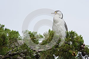 Pied Shag on a pine branch